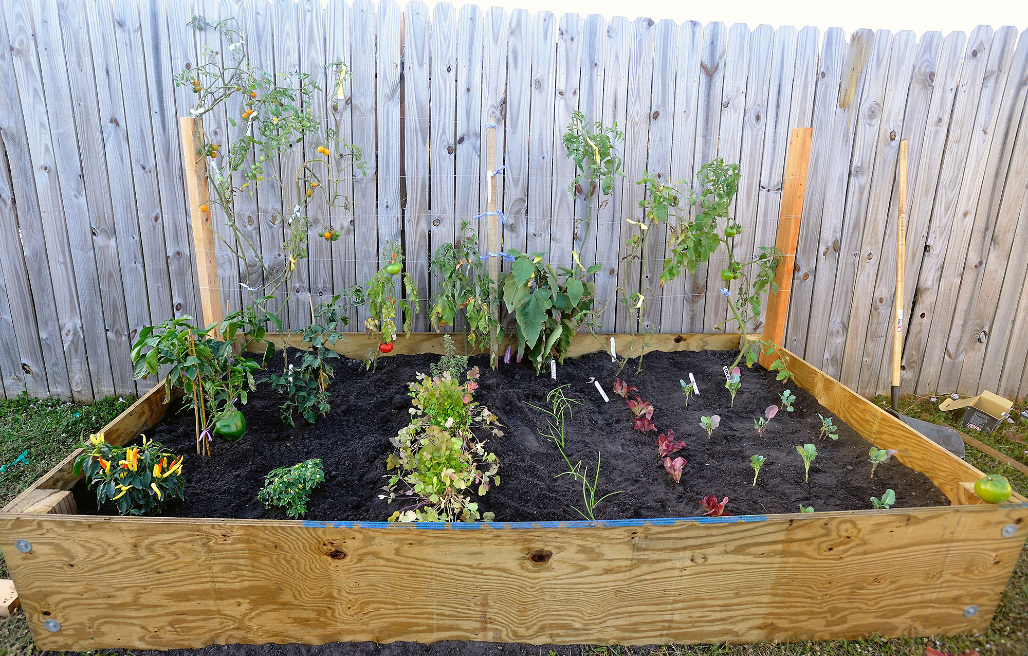 Initial Planting of Our Raised Backyard Vegetable Garden