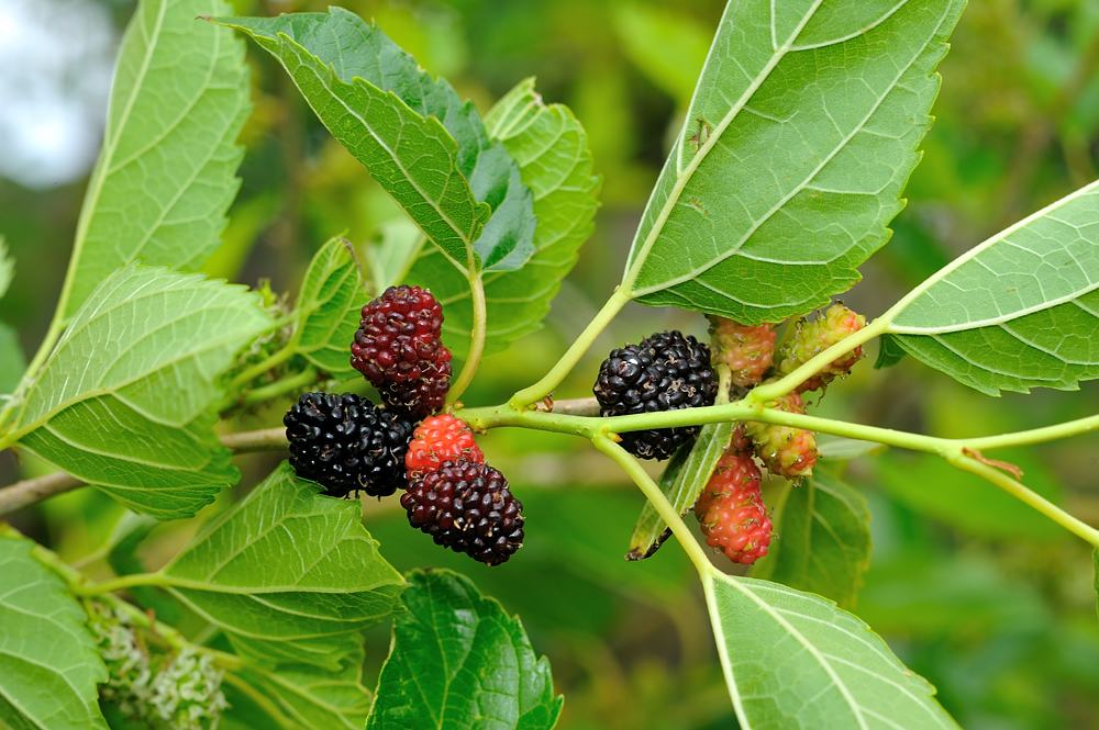 mulberry fruit tree florida mulberries bush growing backyard trees crazy their leaves india wild bushes berries indian tropical different food