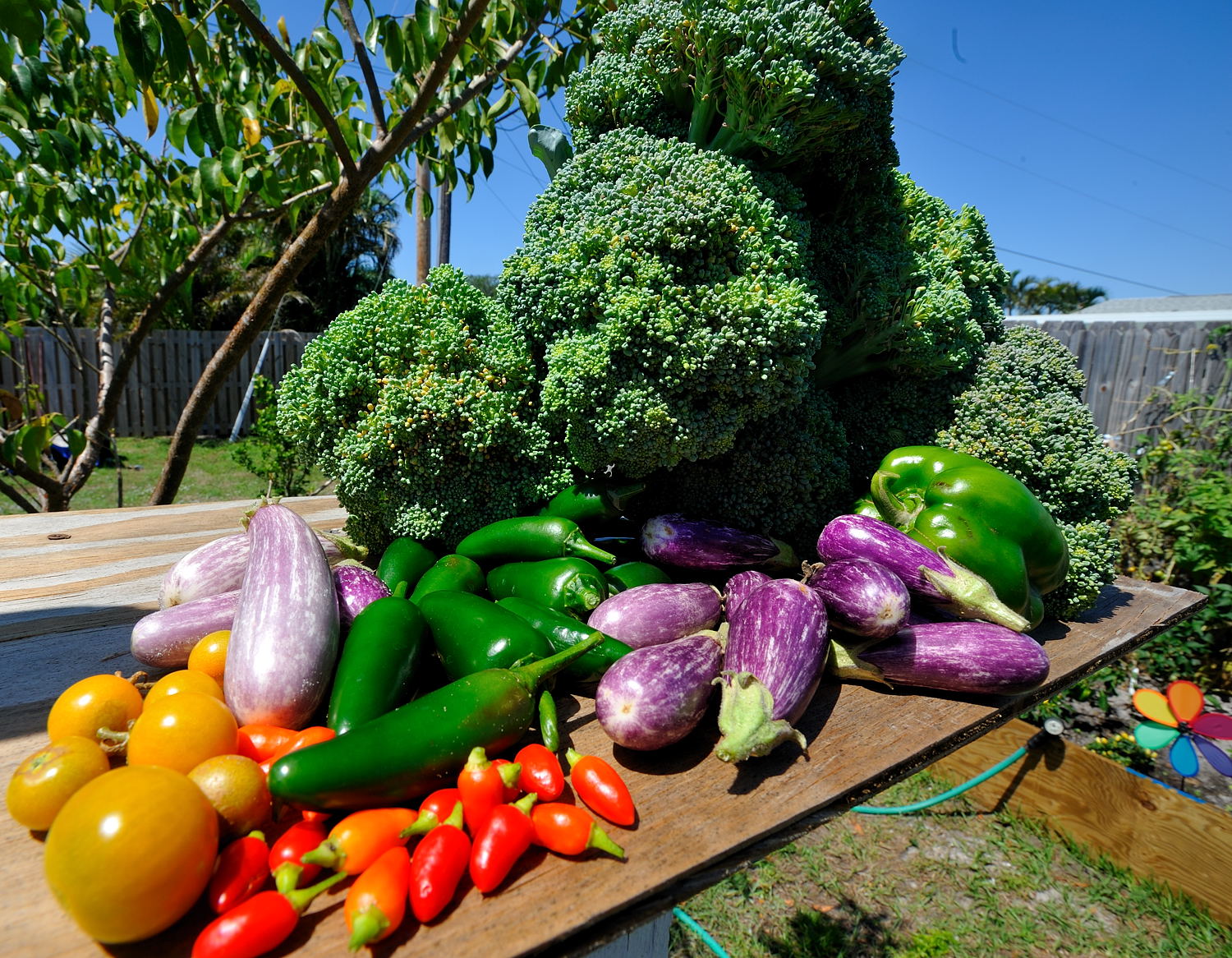 Watch My Food Grow ~ A South Florida Raised Vegetable Garden