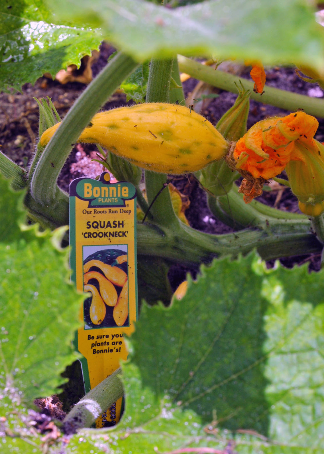 Backyard Food Garden