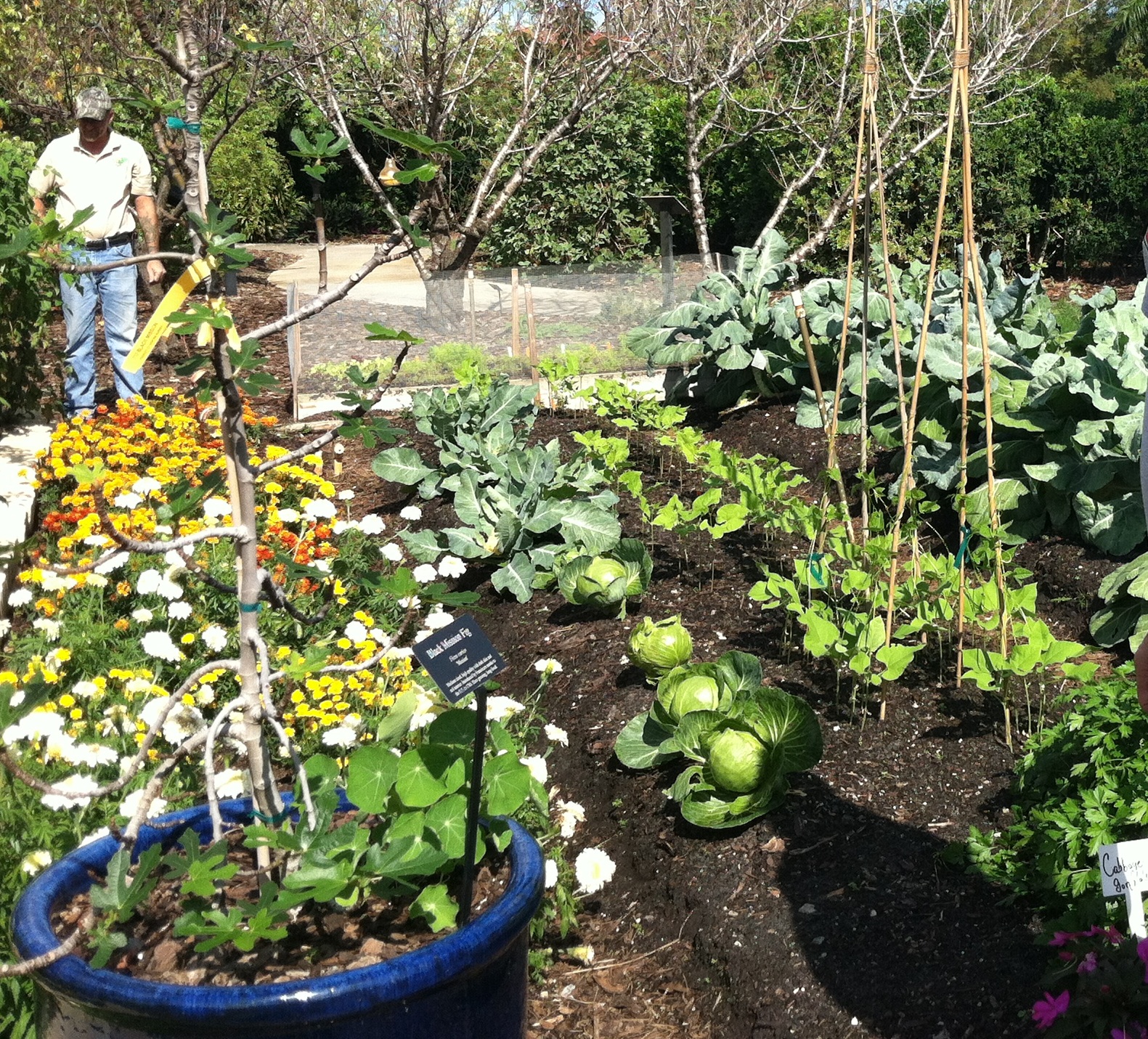 Farm Your Backyard In South Florida