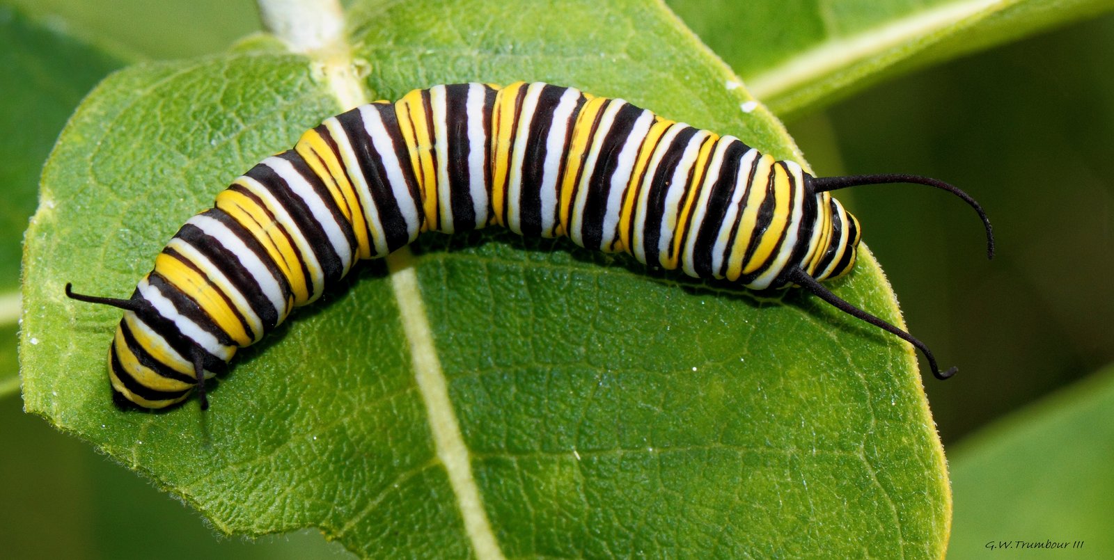 mysterious-caterpillar