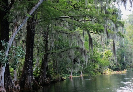 cypress trees along the Silver River