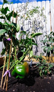 Bell Peppers and Jalapenos Ready For the Picking