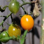 Sun Sugar tomatoes on the vine in our backyard vegetable garden.