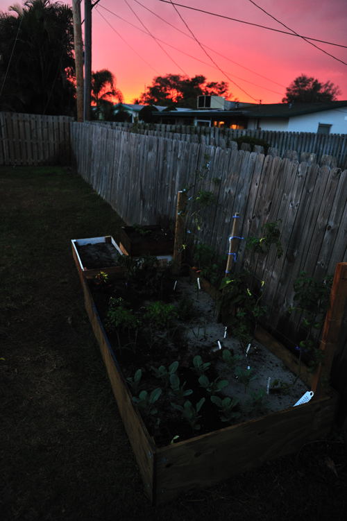 The Florida Sun Sets on My Backyard Vegetable Garden
