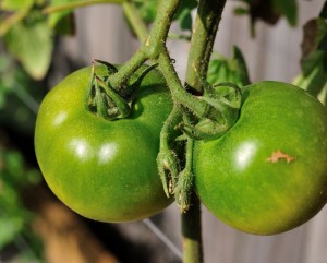 Are Green Tomatoes Good Eats or Not Food?