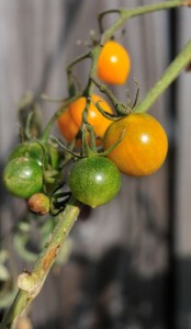 Sun Sugar Tomatoes: Food