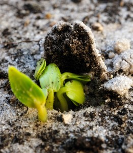 Cucumbers Spouting Through the Soil of my Raised Backyard Vegetable Garden