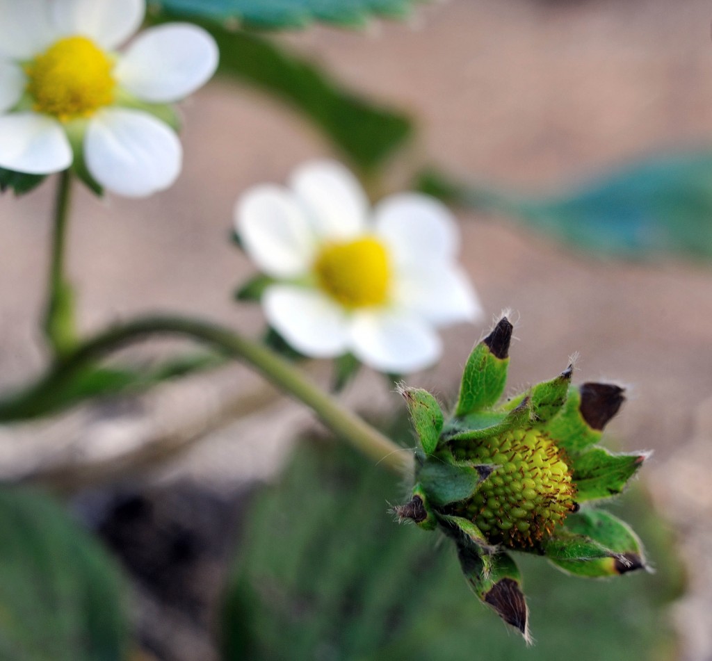 Strawberries Growing in my Backyard Vegetable Garden