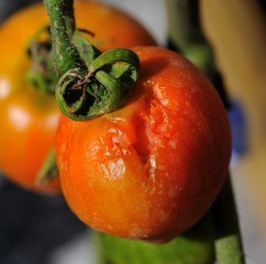 What is eating my tomatoes?