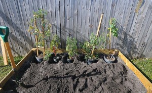 Establishing a General Layout for the Garden Before we Empty Pots