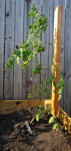 Celebrity Tomato - My First Fully-Planted and Support Tomato