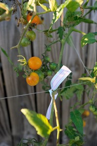 Pretty Ribbon = Pretty Plants = Happy Plants = Lots of Vegetables