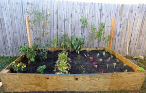 Our Fully-Planted and Ready to Produce Raised Backyard Vegetable Garden