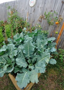 My broccoli plants are huge but didn't look like broccoli.