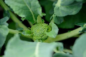 Why, yes, that is broccoli growing in my backyard raised vegetable garden.