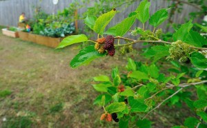 Mulberry Bush / Tree in Corner of Yard with Berries