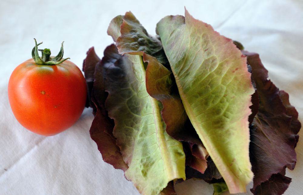 Celebrity Tomato and Red Leaf Lettuce