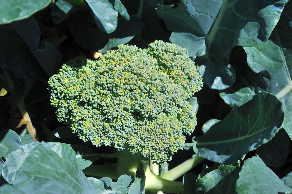 Bushels of Broccoli from my Vegetable Garden