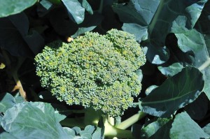 Broccoli Detail Photo -- Looks Yummy, Doesn't It?