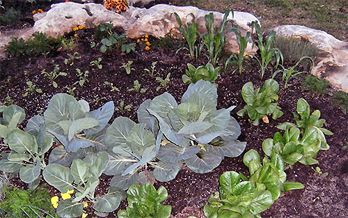 Kara's Lettuce Bed in late March.