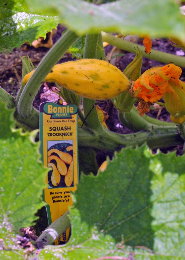 Crookneck Squash in Florida Backyard Vegetable Garden