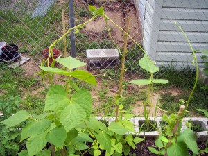 Kentucky Wonder Beans