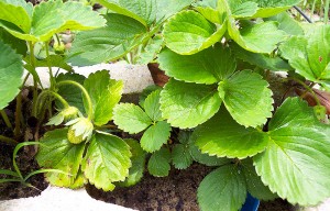 Strawberry in Cinder Block Garden