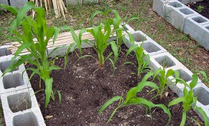 Sweet Corn and Early Corn