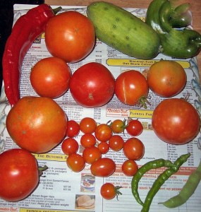 A Cornucopia of Florida Vegetable Garden Treats