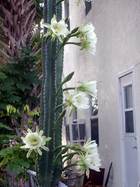 cactus - white flowers