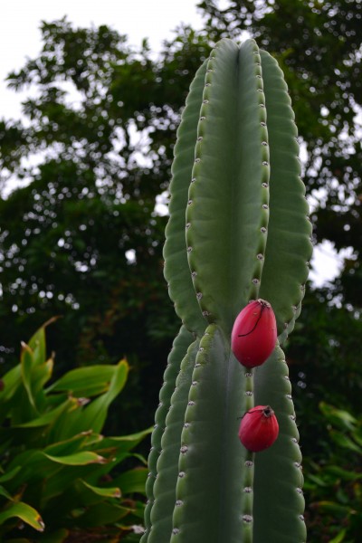 cactus fruit