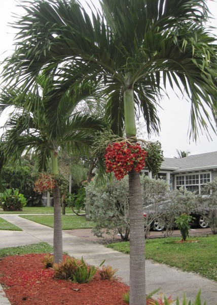 Christmas Palm