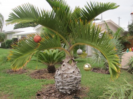 bottle palm with ornaments