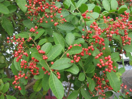 Brazilian Pepper Tree aka Florida Holly