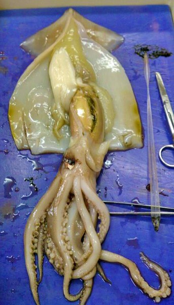 dissected squid: lovely
