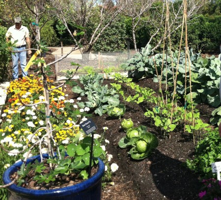 Extension Center garden