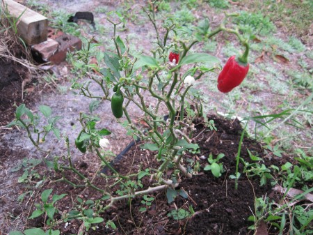 jalapeno plant