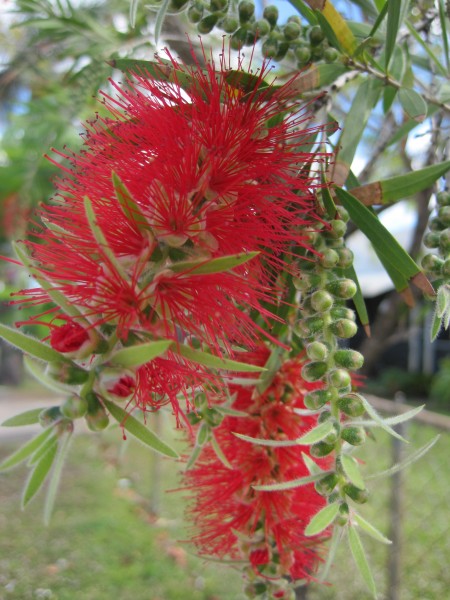 buds and flowers