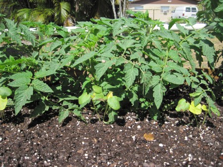 tomatoes need pruning