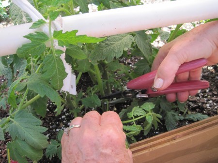 pruning tomatoes