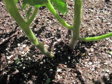 pruned tomato plant