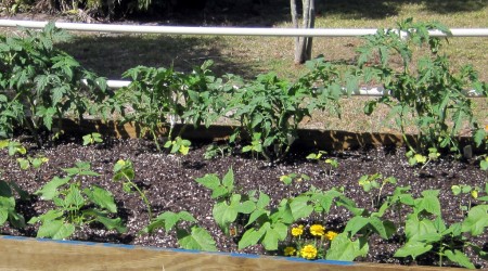 pruned tomato plants