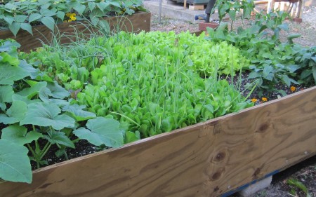 lettuce in raised garden