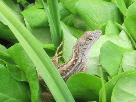 lizard in lettuce garden