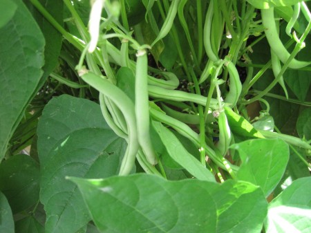 green bean plant