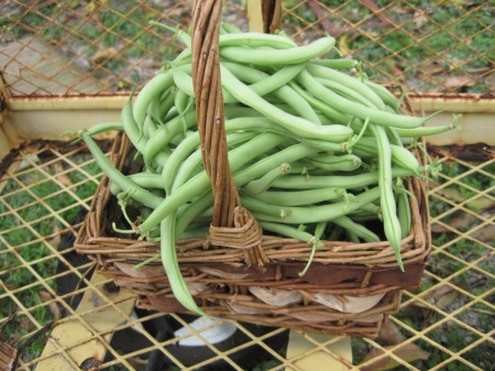 fresh picked green beans