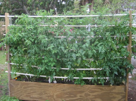 tomato plants