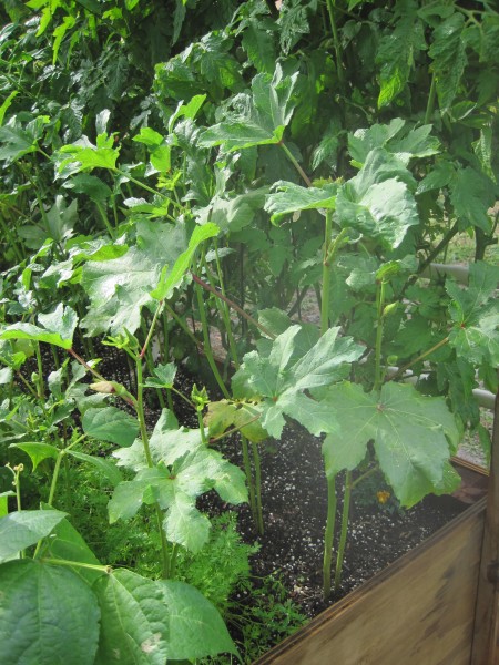 healthy okra plant
